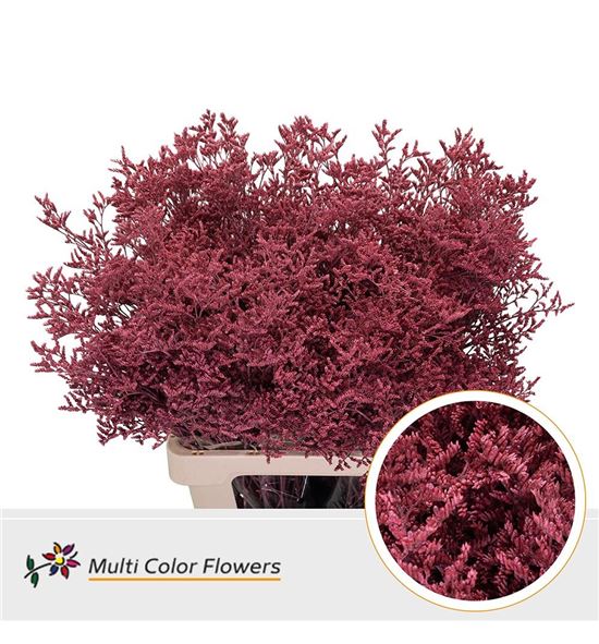 Limonium teñido koral 90 - LIMTENKOR