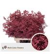 Limonium teñido koral 90 - LIMTENKOR