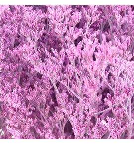 Limonium teñido rosa claro 90 - LIMTENROSCLA