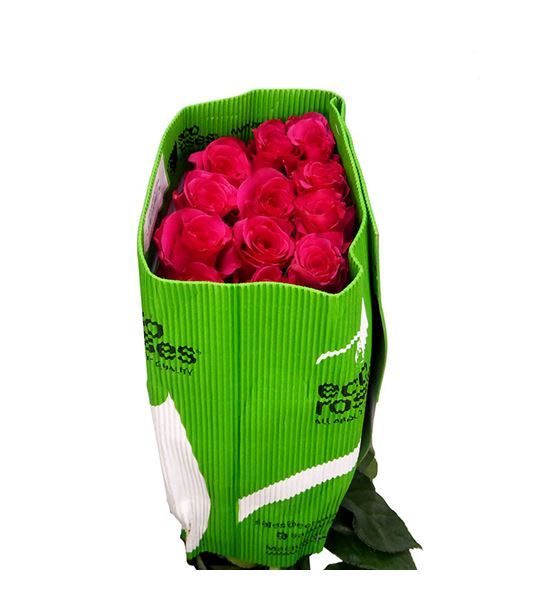 Rosa ecu vi pink 70 - REVIPIN
