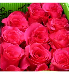 Rosa ecu vi pink 70 - REVIPIN