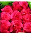 Rosa ecu vi pink 70 - REVIPIN1