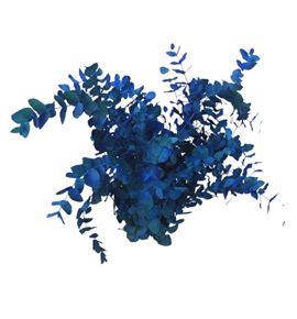 Eucaliptus cinerea azul nacional - EUCCINAZUNAC