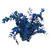Eucaliptus cinerea azul nacional - EUCCINAZUNAC