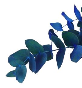 Eucaliptus cinerea azul nacional - EUCCINAZUNAC