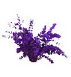 Eucaliptus cinerea morado nacional - EUCCINMORNAC