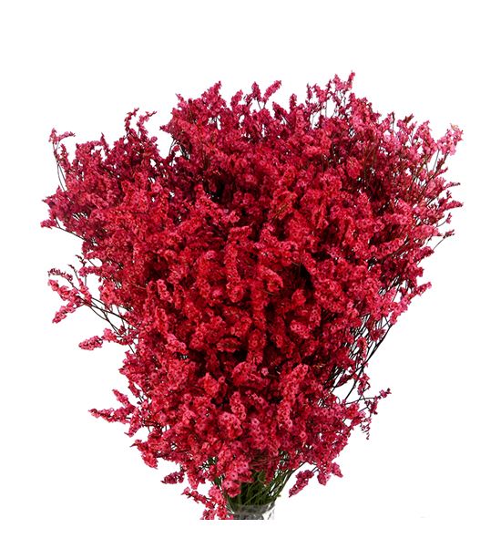 Limonium chino teñido rojo - LIMCHITENROJ
