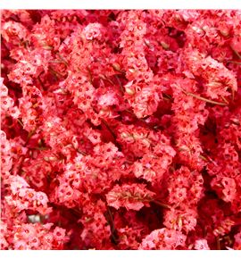 Limonium chino teñido rojo - LIMCHITENROJ