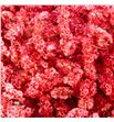Limonium chino teñido rojo - LIMCHITENROJ1