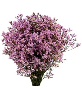 Limonium chino teñido rosa - LIMCHITENROS