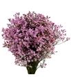 Limonium chino teñido rosa - LIMCHITENROS