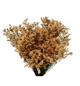 Limonium chino teñido salmon - LIMCHITENSAL