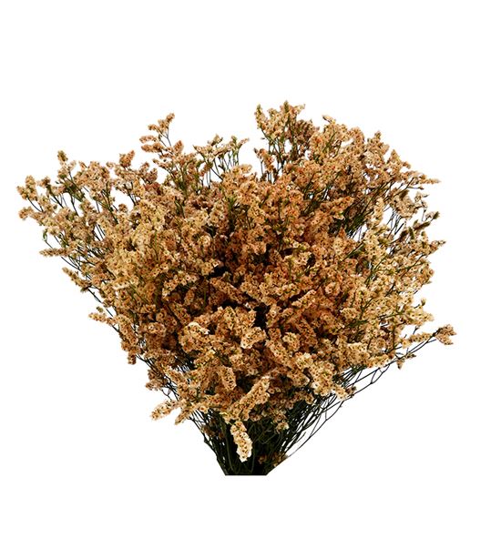 Limonium chino teñido salmon - LIMCHITENSAL