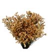 Limonium chino teñido salmon - LIMCHITENSAL