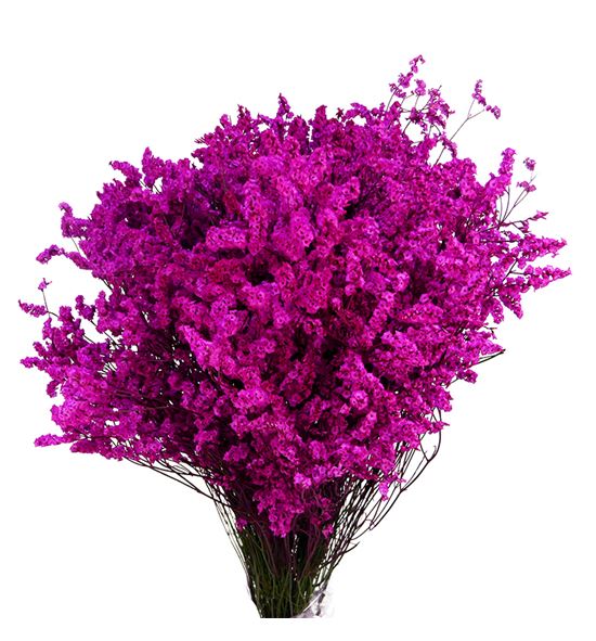 Limonium chino teñido fucsia - LIMCHITENFUC
