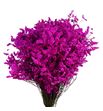 Limonium chino teñido fucsia - LIMCHITENFUC