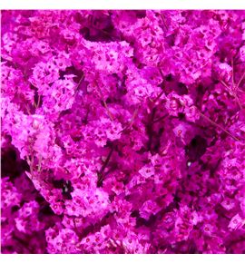 Limonium chino teñido fucsia - LIMCHITENFUC