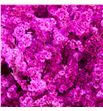 Limonium chino teñido fucsia - LIMCHITENFUC1