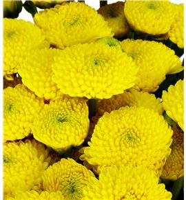 Marg limoncello - MHLIM
