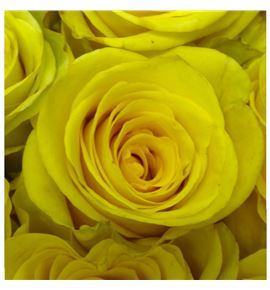 Rosa ecu cancun 70 - RECANC