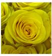 Rosa ecu cancun 70 - RECANC1