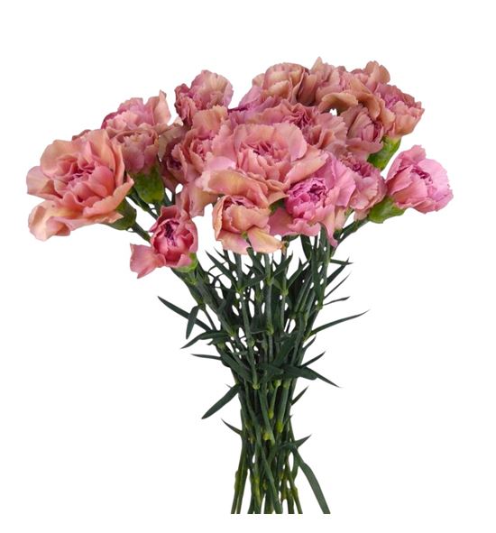 Clavel hol lady dayana 60 - CLALADDAY