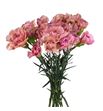 Clavel hol lady dayana 60 - CLALADDAY