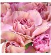Clavel hol lady dayana 60 - CLALADDAY1