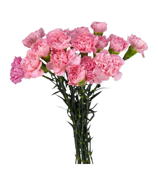 Clavel hol pink montezuma 60 - CLAPINMON