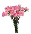 Clavel hol pink montezuma 60 - CLAPINMON