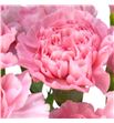 Clavel hol pink montezuma 60 - CLAPINMON1