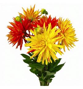 Dahlia vulcan 55 - DAHVUL