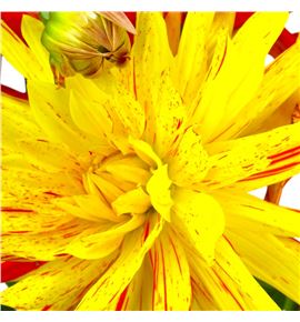 Dahlia vulcan 55 - DAHVUL