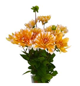 Dahlia oran perception 50 - DAHORAPER