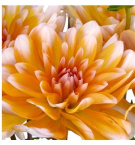 Dahlia oran perception 50 - DAHORAPER
