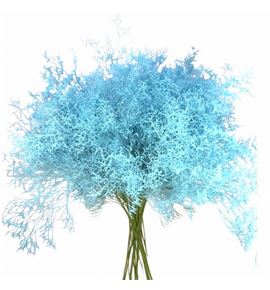 Limonium teñido blue ice 90 - LIMTENBLUICE