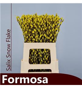 Salix snowflake amarillo 70 - SALSNOAMA
