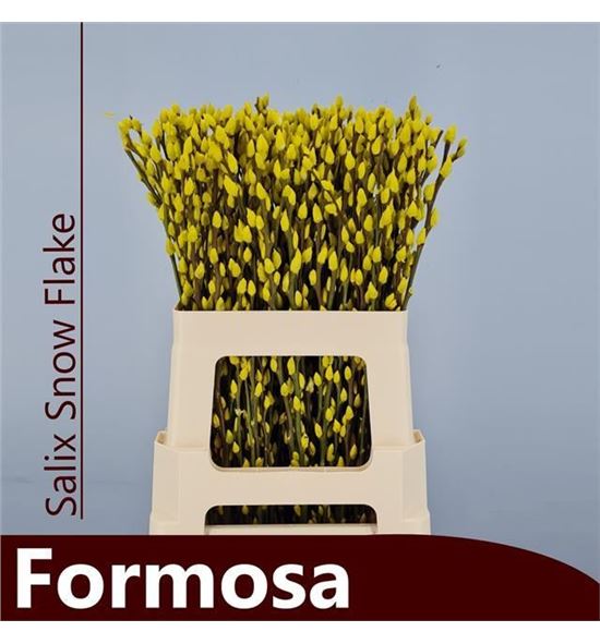 Salix snowflake amarillo 70 - SALSNOAMA