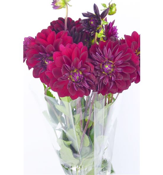 Dahlia arabian night 45 - DAHARANIG
