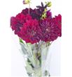 Dahlia arabian night 45 - DAHARANIG