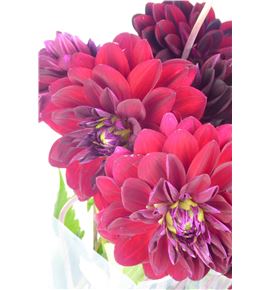 Dahlia arabian night 45 - DAHARANIG
