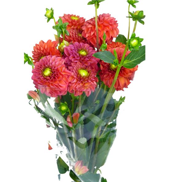 Dahlia ball orange 55 - DAHBALORA