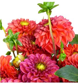 Dahlia ball orange 55 - DAHBALORA
