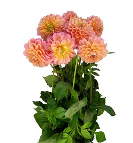 Dahlia linda baby 55 - DAHLINBAB