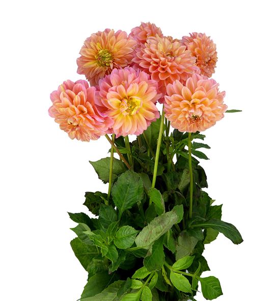 Dahlia linda baby 55 - DAHLINBAB