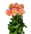 Dahlia linda baby 55 - DAHLINBAB