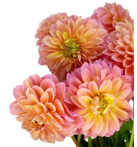 Dahlia linda baby 55 - DAHLINBAB