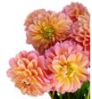 Dahlia linda baby 55 - DAHLINBAB1