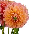 Dahlia linda baby 55 - DAHLINBAB2