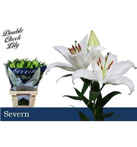 Lilium oriental hol severn 90 - LOHSEV